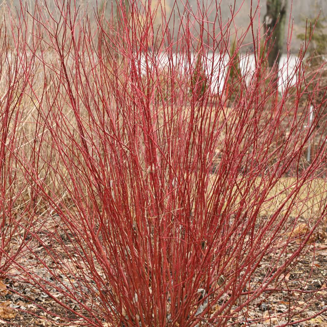 Arctic Fire™ Cornus stolonifera Farrow Redtwig Dogwood Proven Winner4 Arctic Fire™ Cornus stolonifera Farrow Redtwig Dogwood Proven Winner4